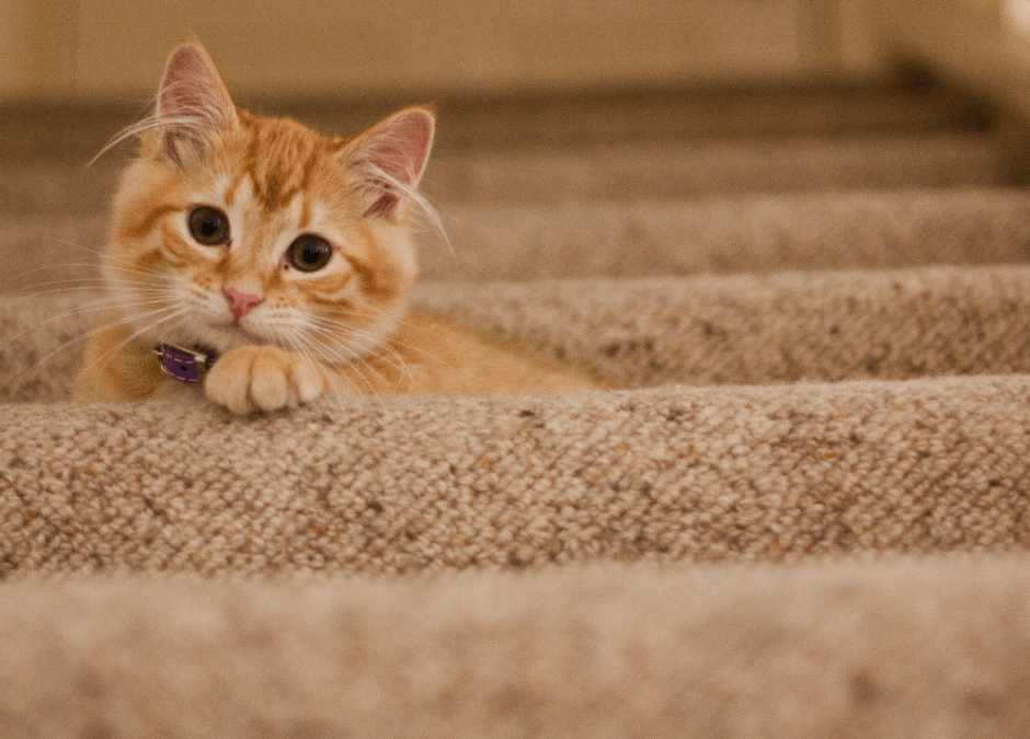 The Practical Side of Plush: Durability & Stain Resistance in Modern Carpet Flooring